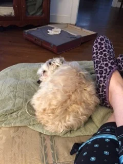 Sasha and I watching TV. She is sleeping on a heated blanket. It is cold in the house and the heat is off as of May 1.