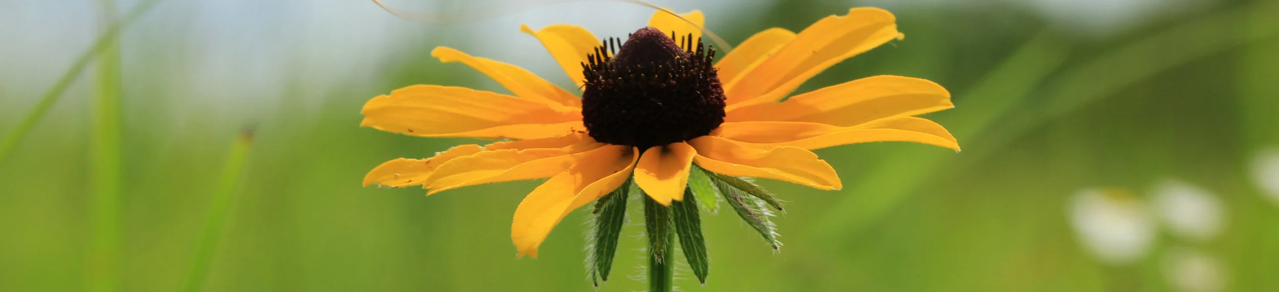 11_GuessPhotoByJerryJost06172015-1.jpg