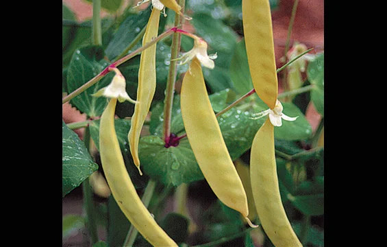 Pea_Golden-Sweet-Edible