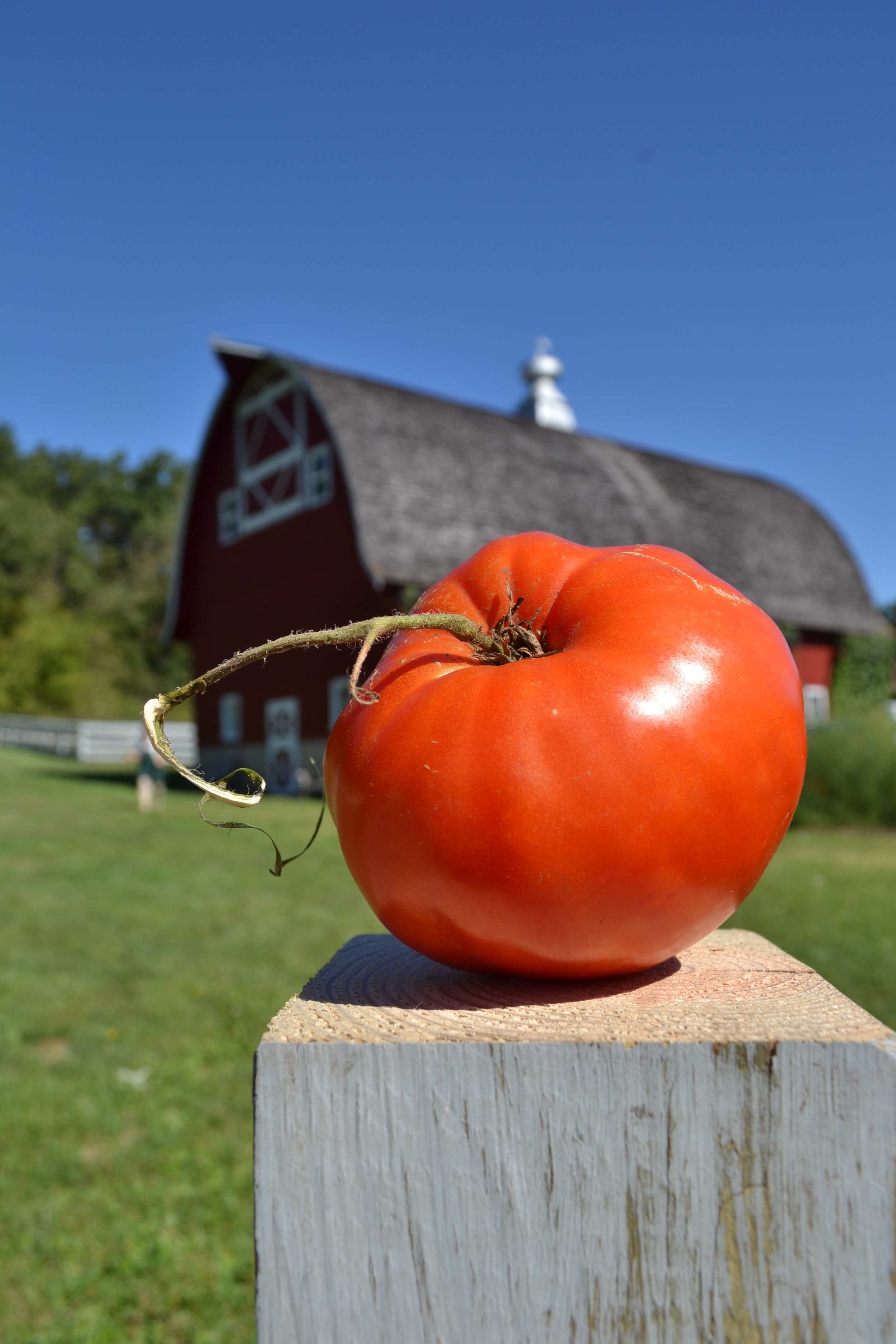 Tomato Tasting Awards — Seed Savers Exchange Blog