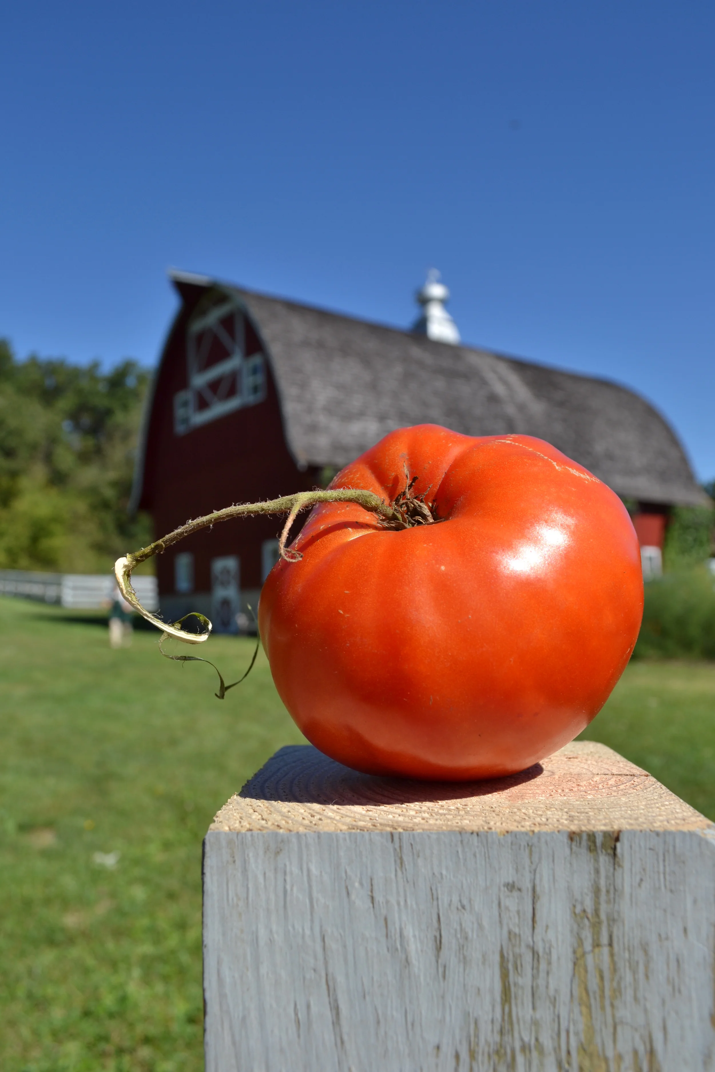 Italian Heirloom