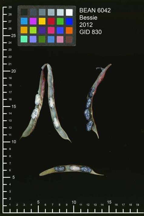 bean6042_830 (2)