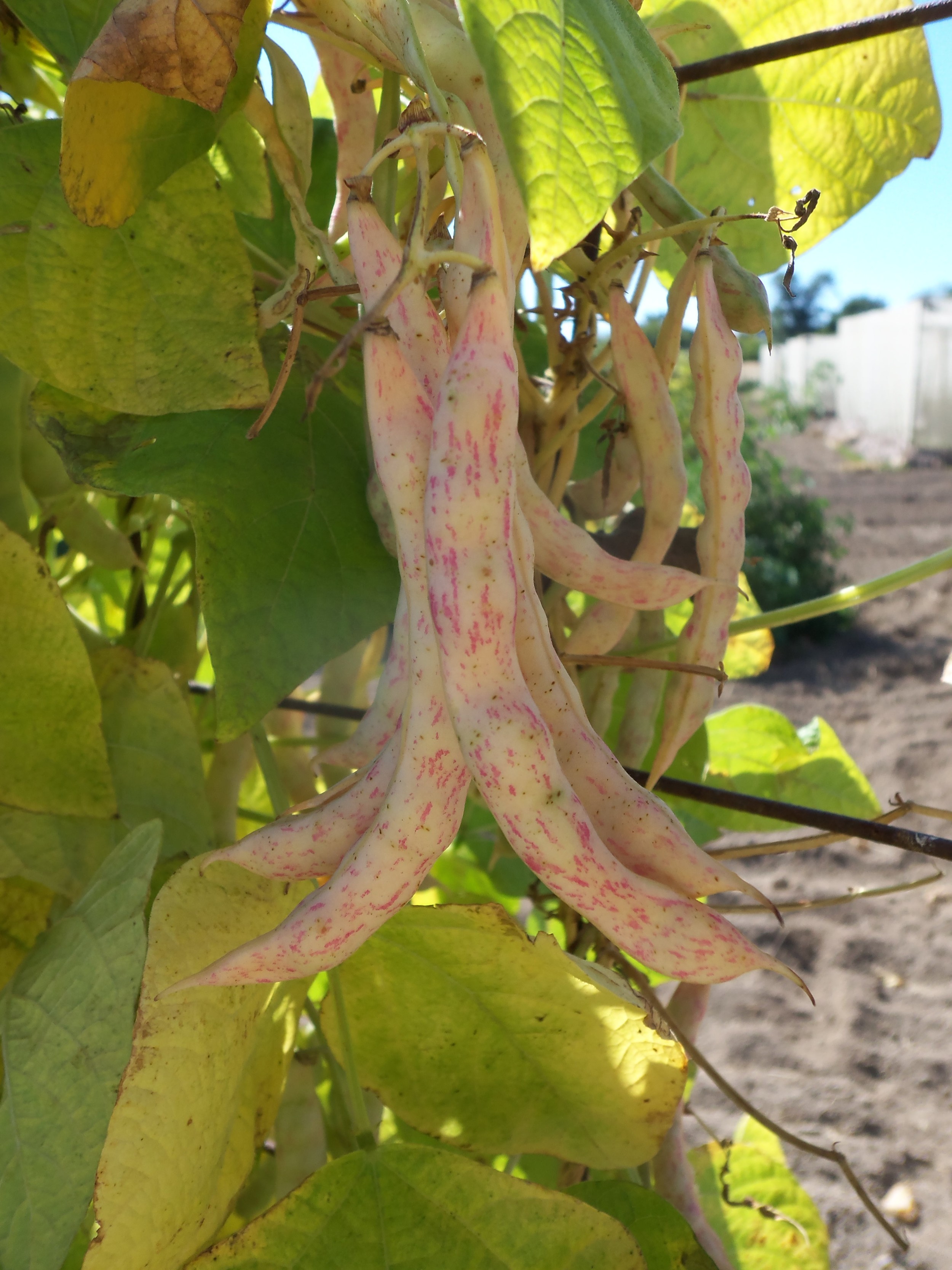 Bean 5396 on the vine