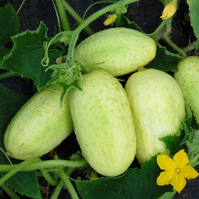 Collier Cucumber