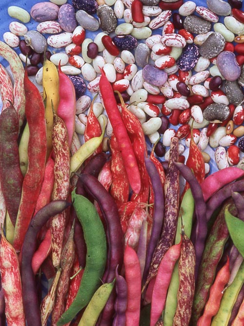 Shell Bean Diversity