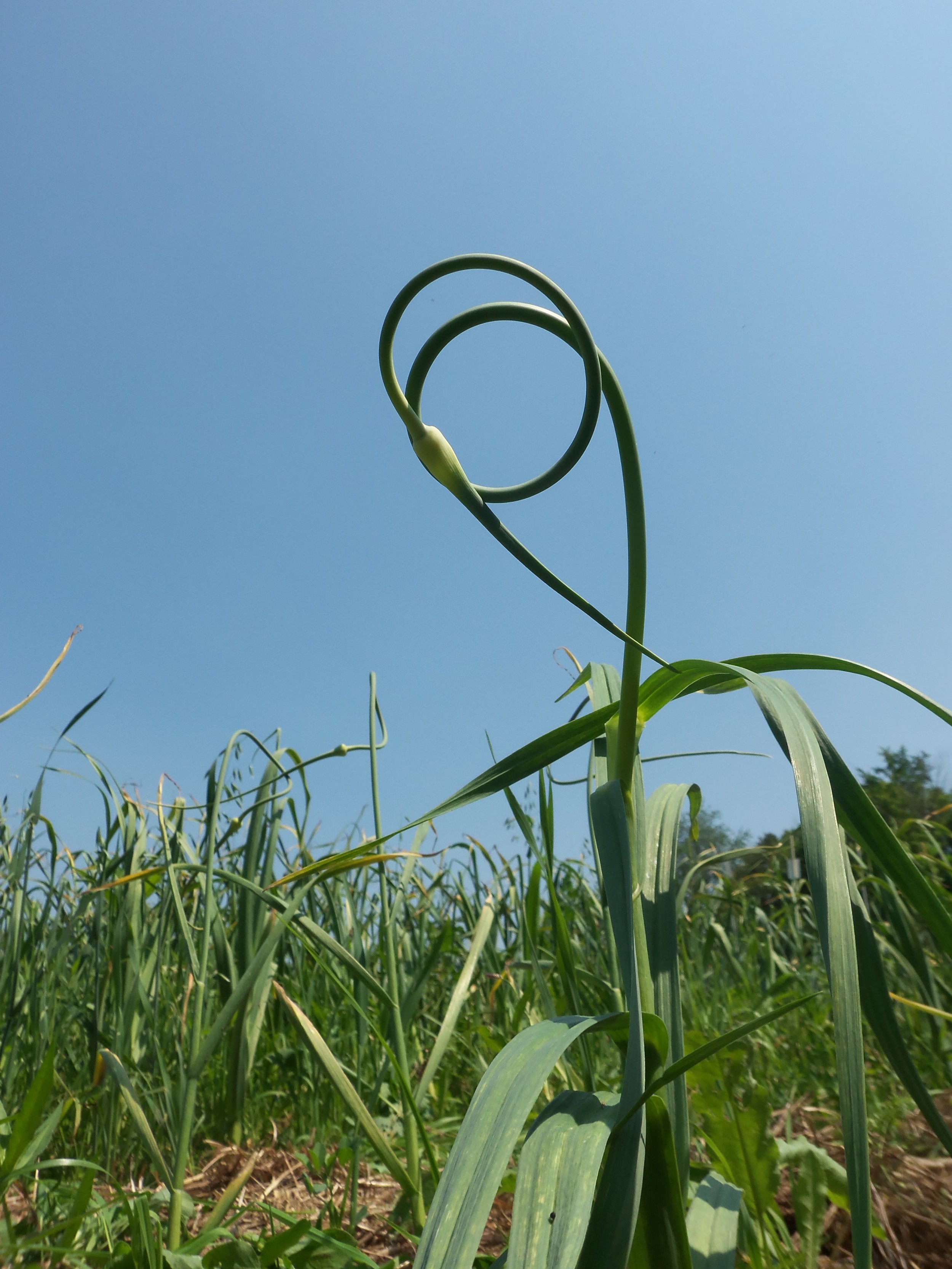 Garlic Scape in the Field
