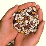 Saving Seeds