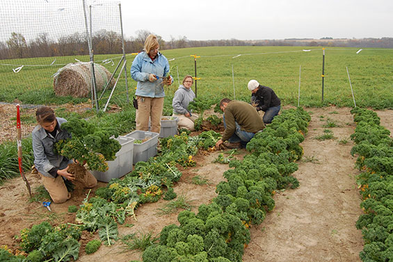 Our Garden Team Prepares Biennials for Overwintering