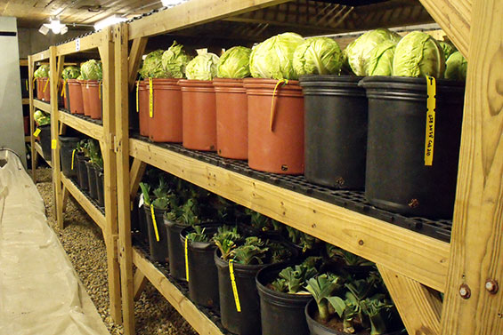 The Heritage Farm Root Cellar Hosts Many Crops