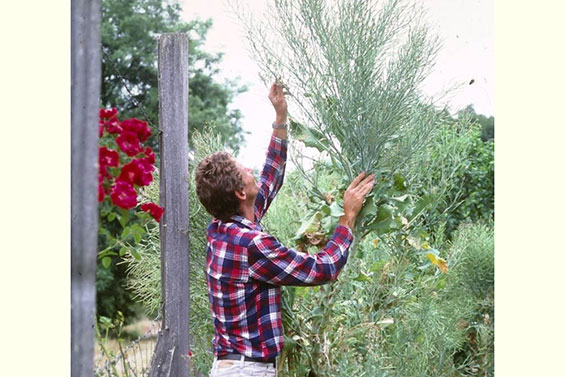 Harvesting Biennial Seed