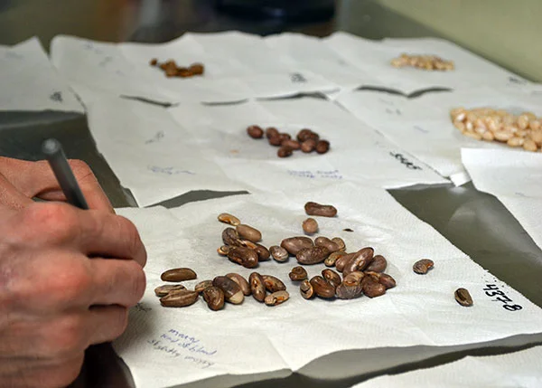 Heirloom Bean Evaulation