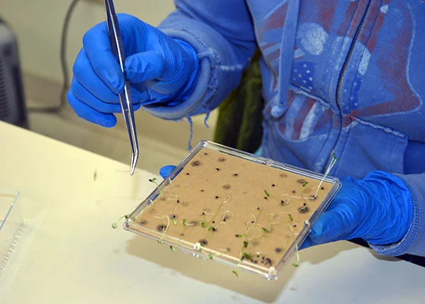 Germination Testing
