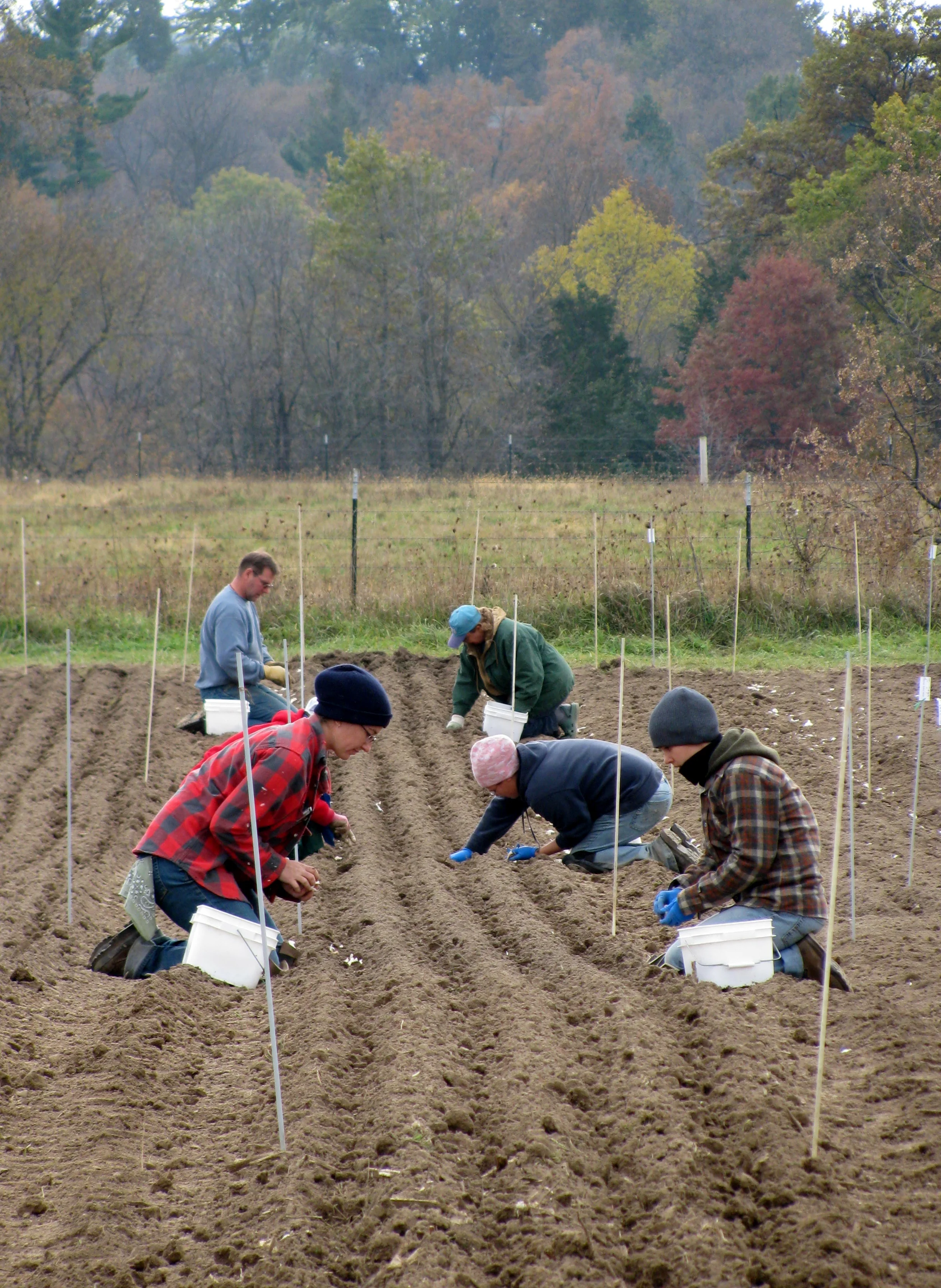 Prepare to Plant Garlic