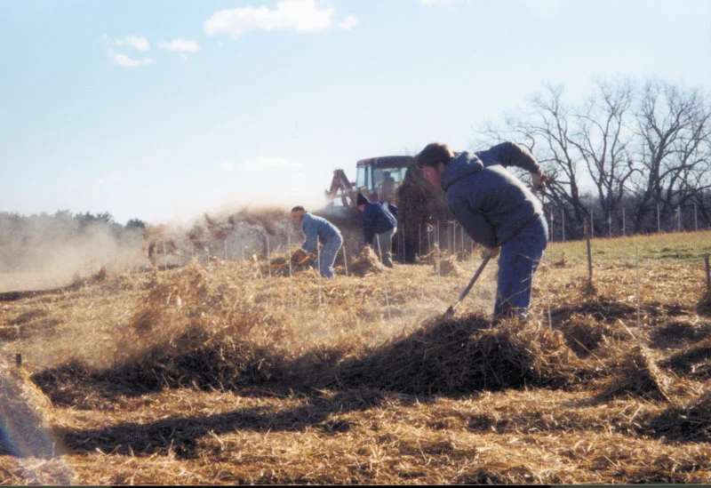 Garlic Mulching