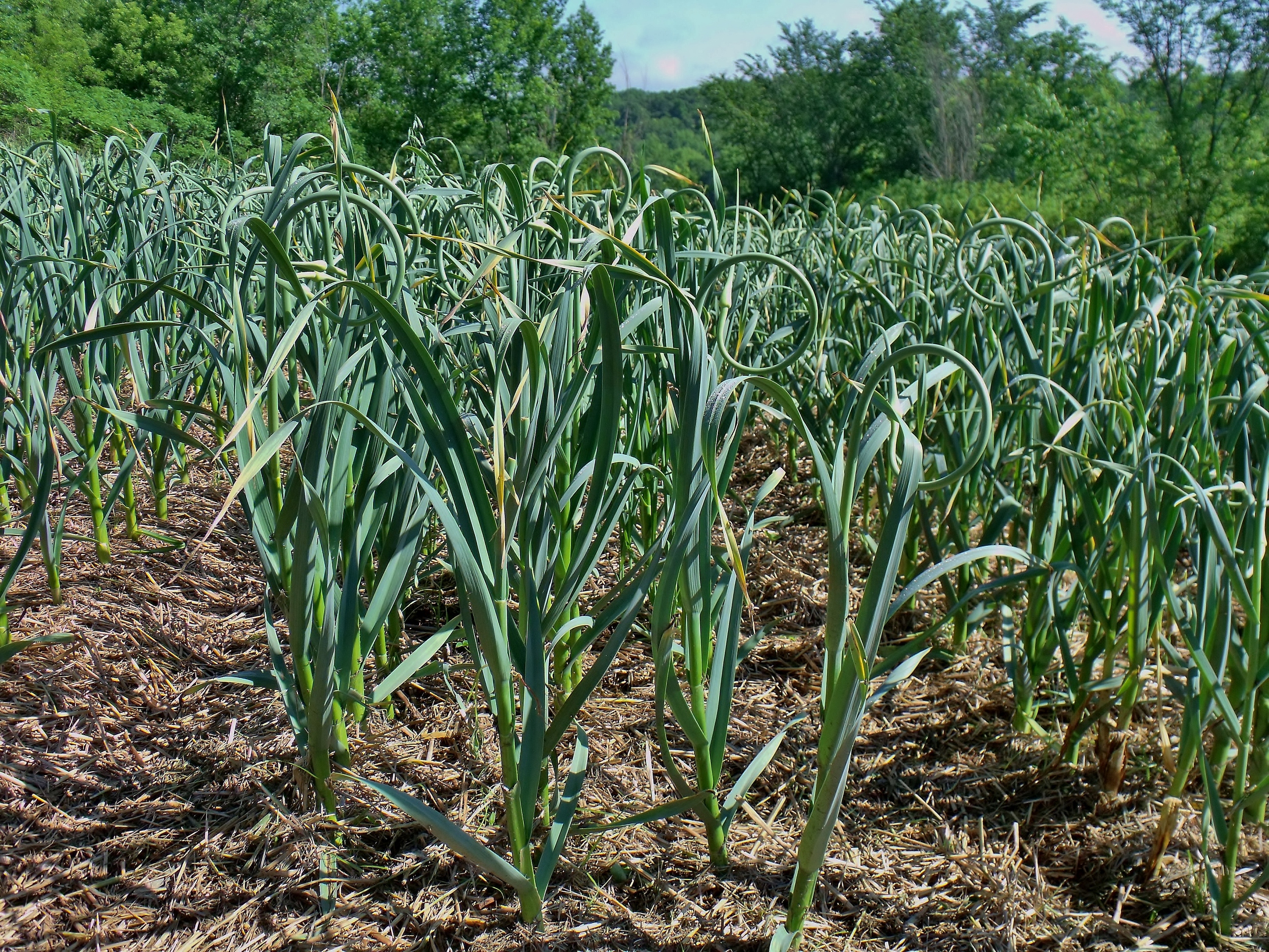 garlic 2010 001.jpg