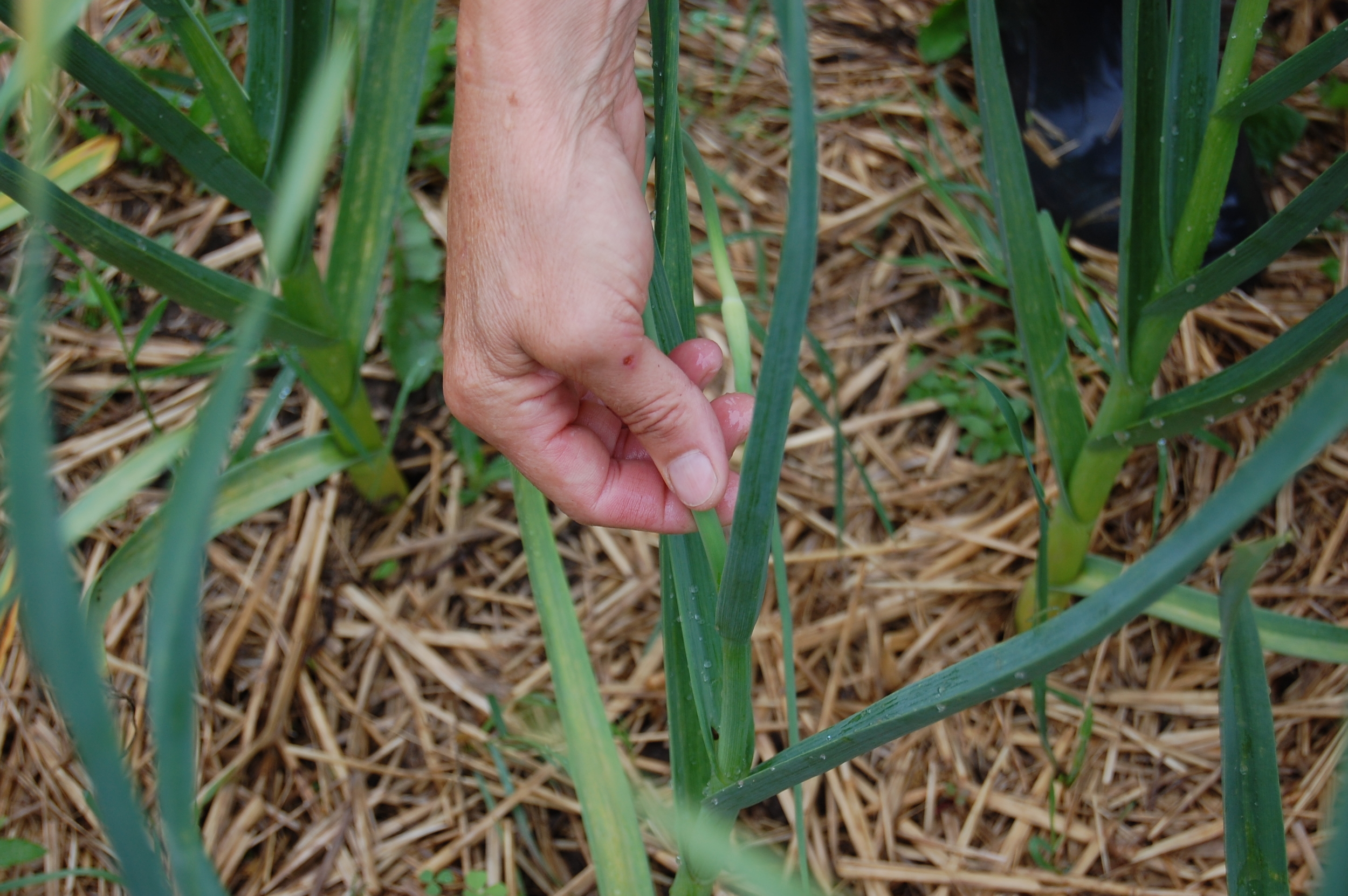    Scapes    are the curly center stems that often form as garlic matures.    
  
 
  
   Cut or break them off after they are 10" long—they will inhibit bulb growth if allowed to remain.    
  
 Normal 
 0 
 
 
 
 
 false 
 false 
 false 
 
 EN-US 
