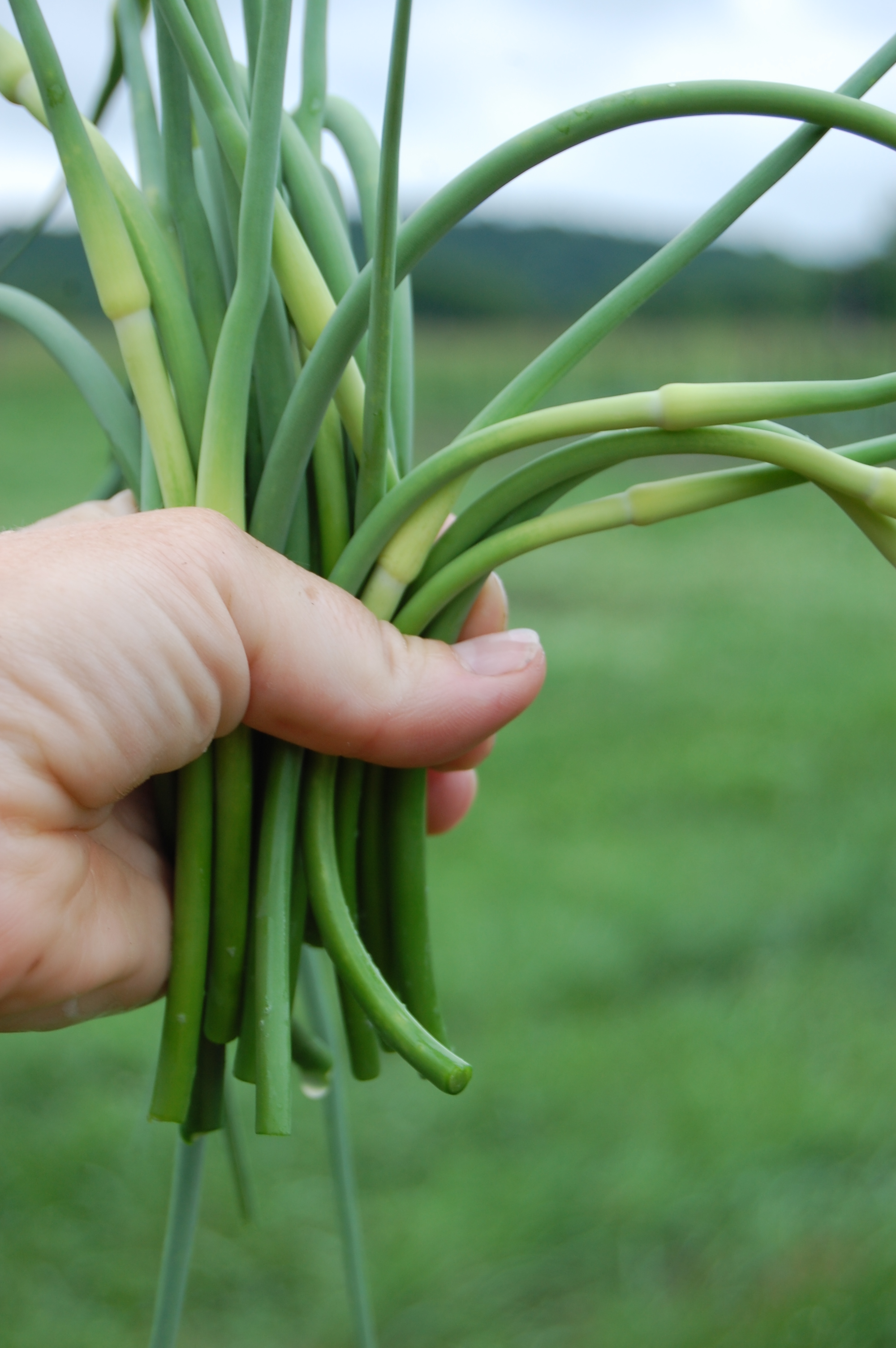   Garlic scapes are delicious in soups and stir fries, roasted, pickled, or turned into pesto.   
  
 Normal 
 0 
 
 
 
 
 false 
 false 
 false 
 
 EN-US 
 X-NONE 
 X-NONE 
 
  
  
  
  
  
  
  
  
  
 
 
  
  
  
  
  
  
  
  
  
  
  
  
    
  