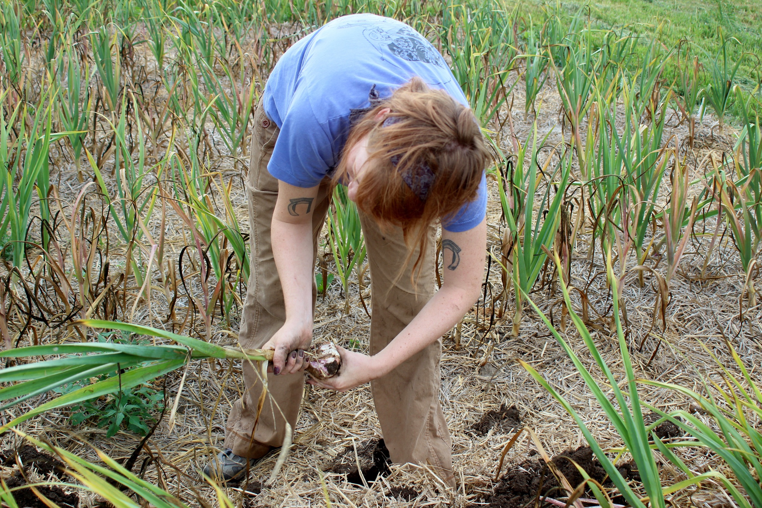 Blundering Gardener: Garlic farm experience shows contrast between