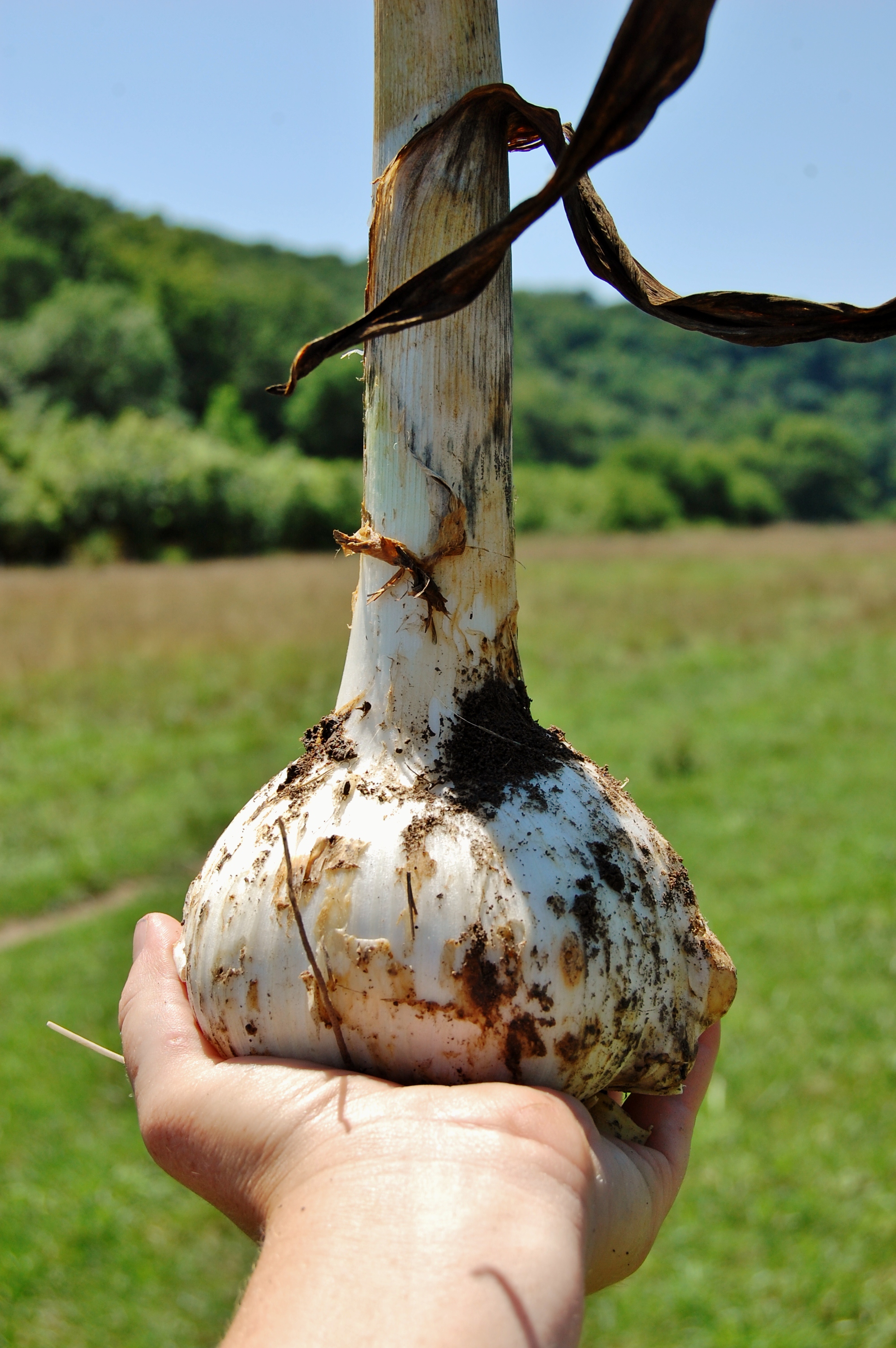    
  
 
  
    At all stages handle your garlic carefully.&nbsp; It is alive!&nbsp; Bruise it, and it will not keep as long.  Hold back your nicest bulbs for replanting again in the fall.  
  
 Normal 
 0 
 
 
 
 
 false 
 false 
 false 
 
 EN-US 
 