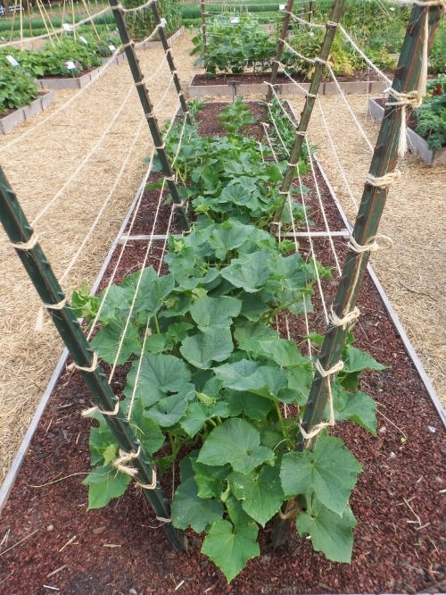 Which Trellis is the Best Trellis? — Seed Savers Exchange Blog