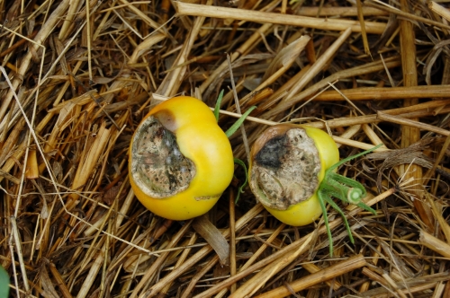  In nature, ripe tomatoes fall from the plant and slowly rot, allowing natural weathering to break down the gelatinous coating on the seed. 