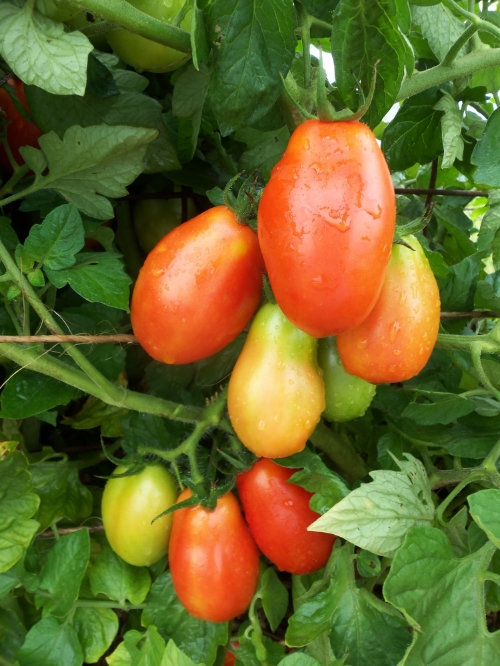  To speed up this process, seed savers must deliberately remove the coating from the tomato seed through the process of fermentation. 