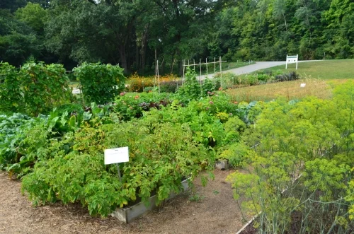Raised beds in the Diversity Garden at Heritage Farm.