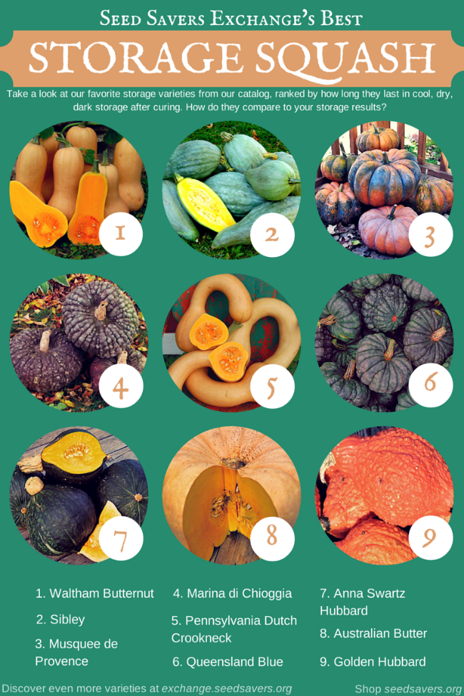 18 Seed Companies for Squash Seeds and Other Vegetable Garden Seeds: The Big List
