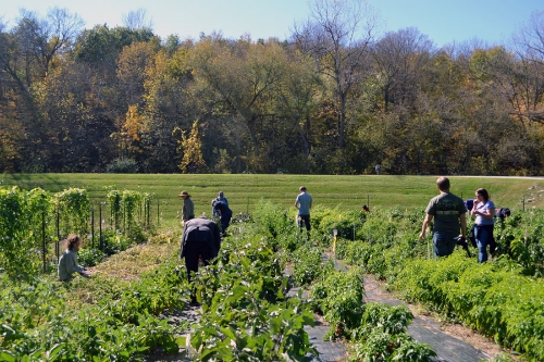 harvest.jpg