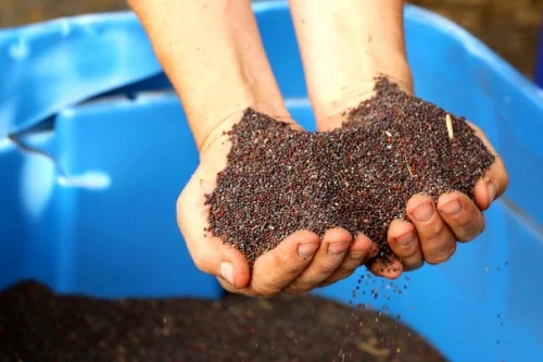 Reliable access to diverse, regionally-adapted organic seed is key to the success of any farm business.