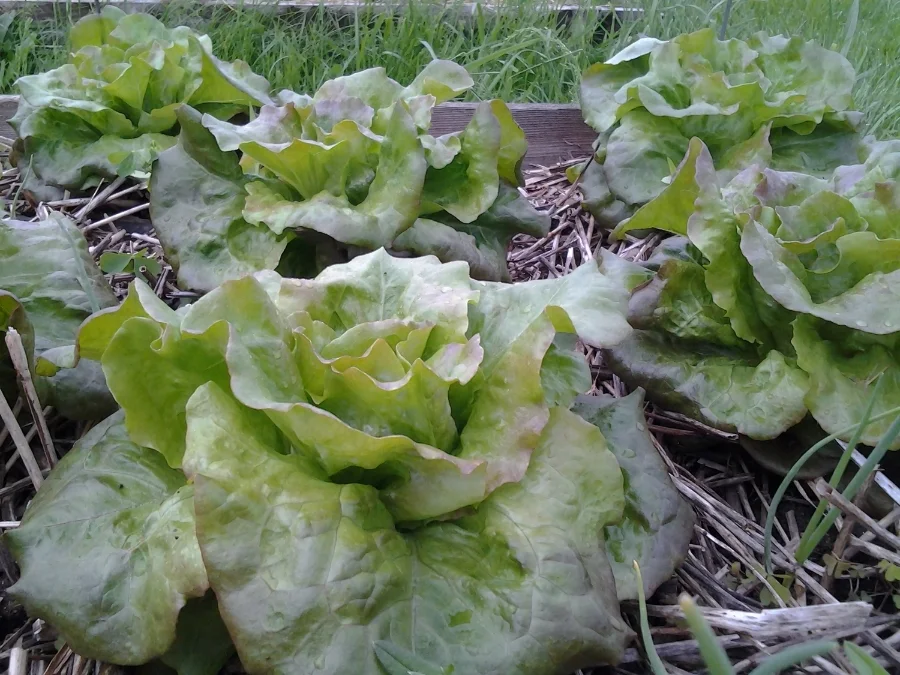 Grandma Hadley's Lettuce, Courtesy of Cathryn Thomas