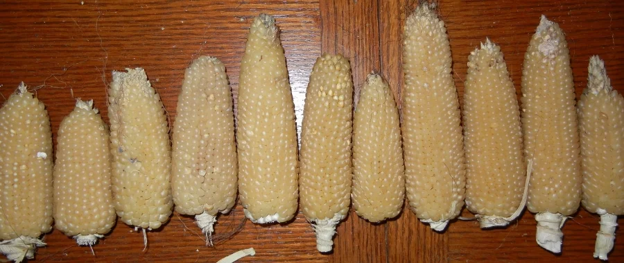 Landkammer Popcorn, courtesy of Tim Ryan