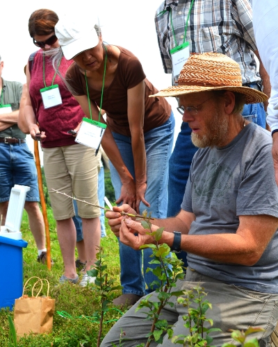 Learn apple tree care