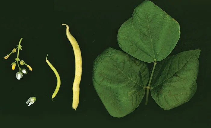 Bean 5527 'Aunt Mollie'