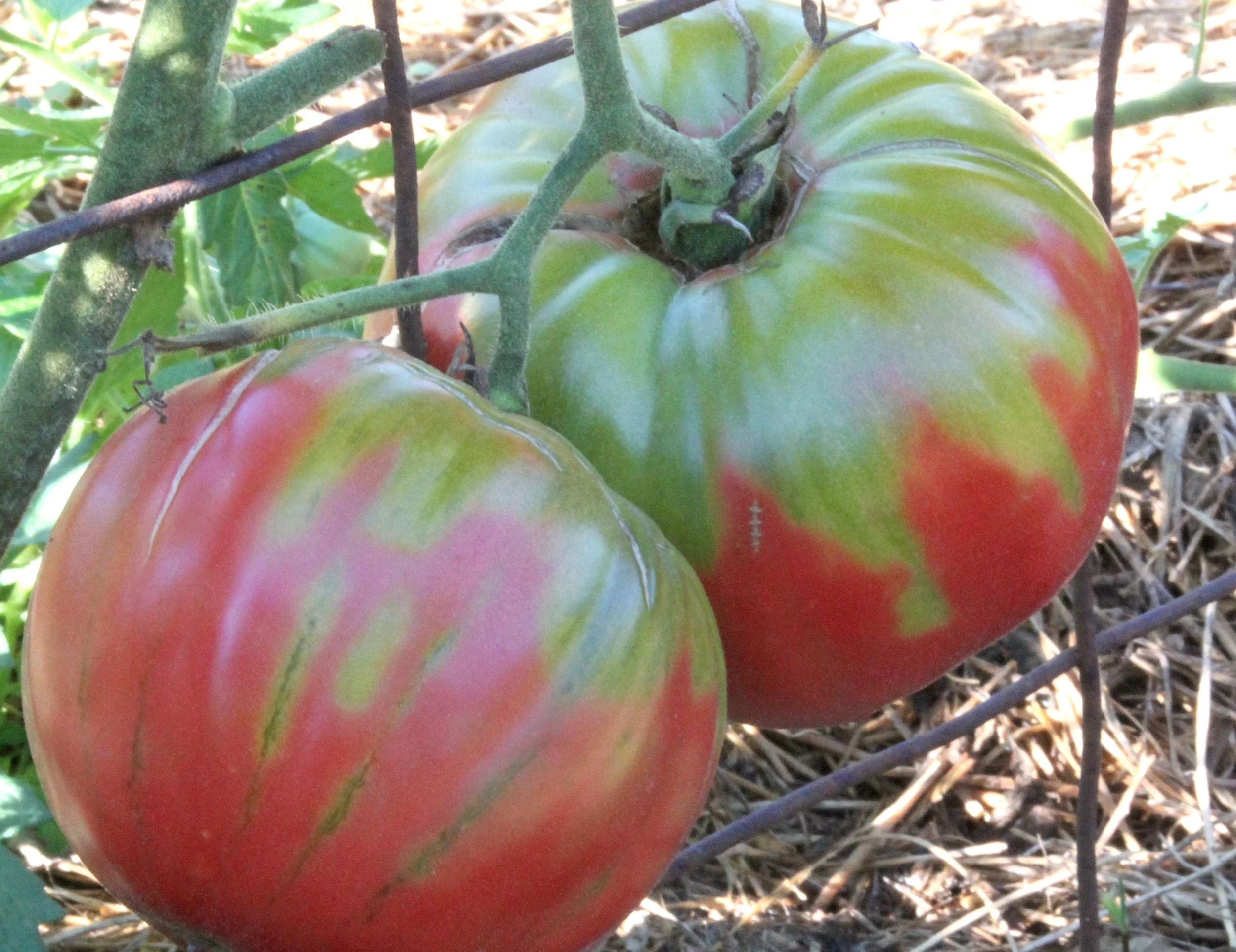 tomatoes-SSE.jpg