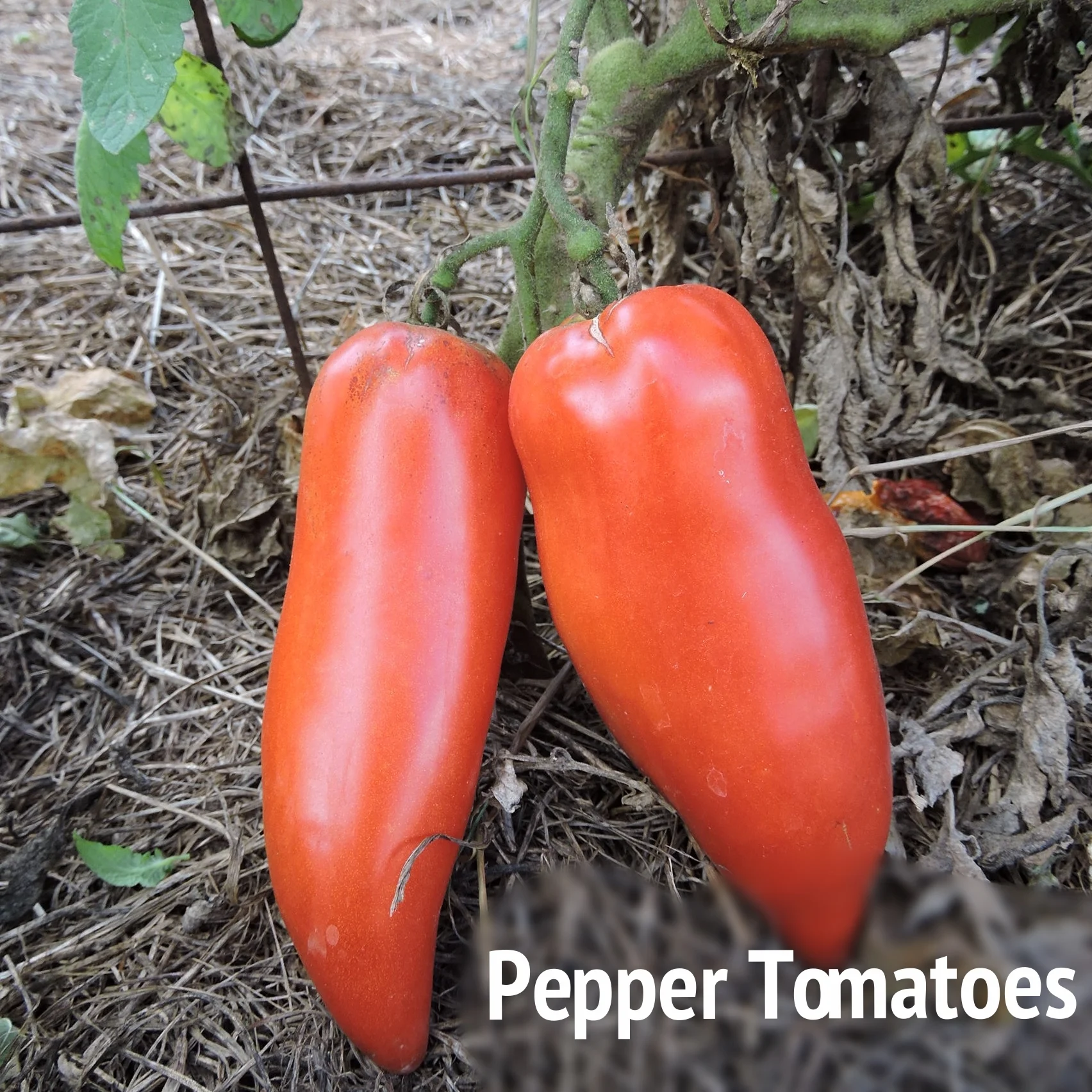 Tasting Tomatoes — Seed Savers Exchange Blog