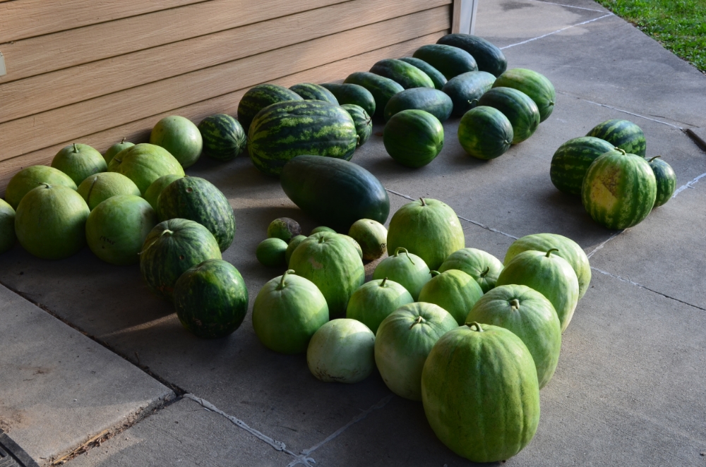 Watermelons fresh from the field