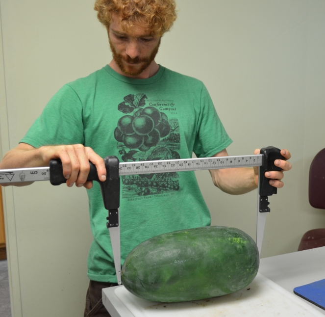 Steffen measuring fruit