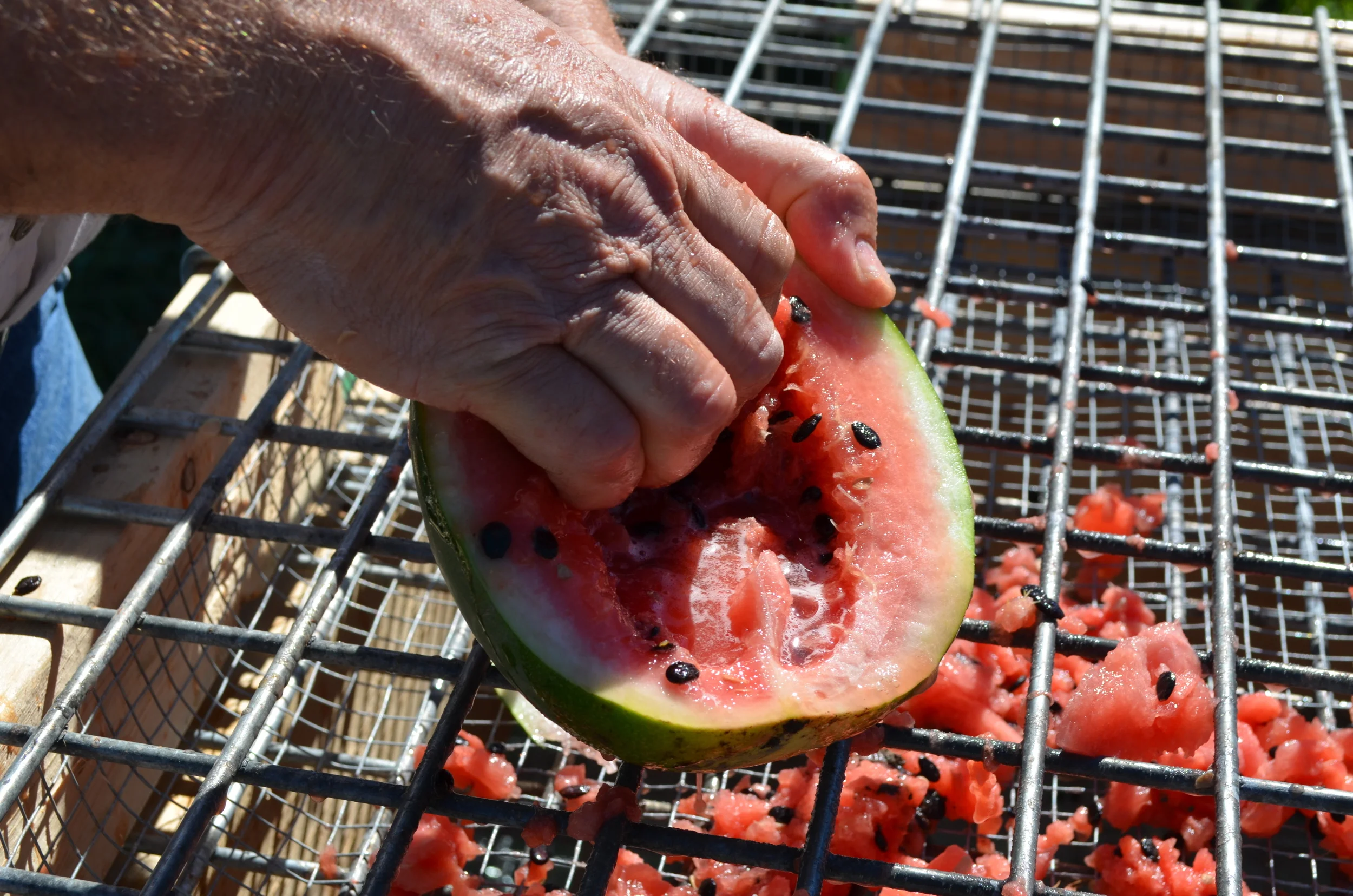 WatermelonSeedScreenSSE.jpg