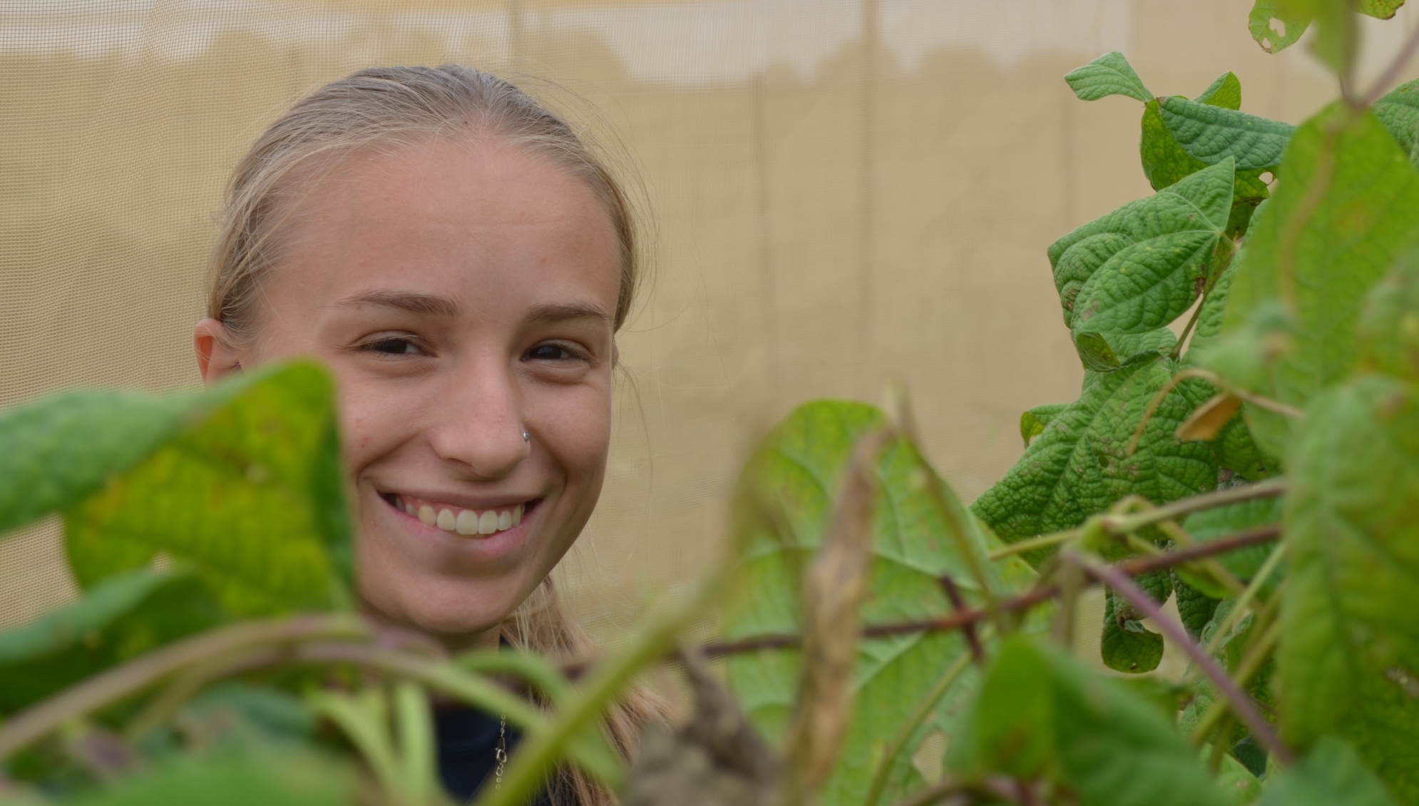 Hannah harvests beans inside an isolation cage