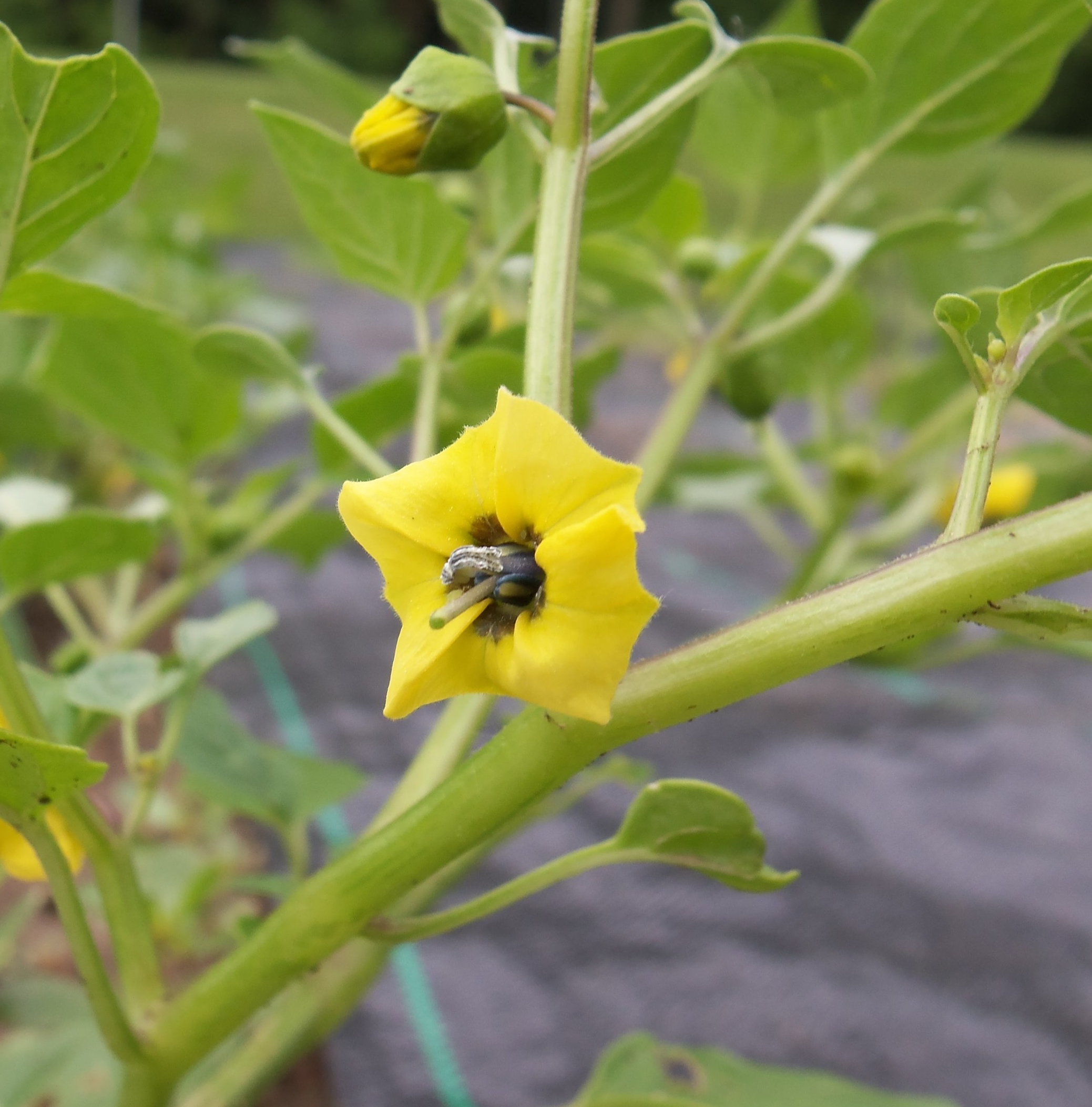 Tomatillo flower