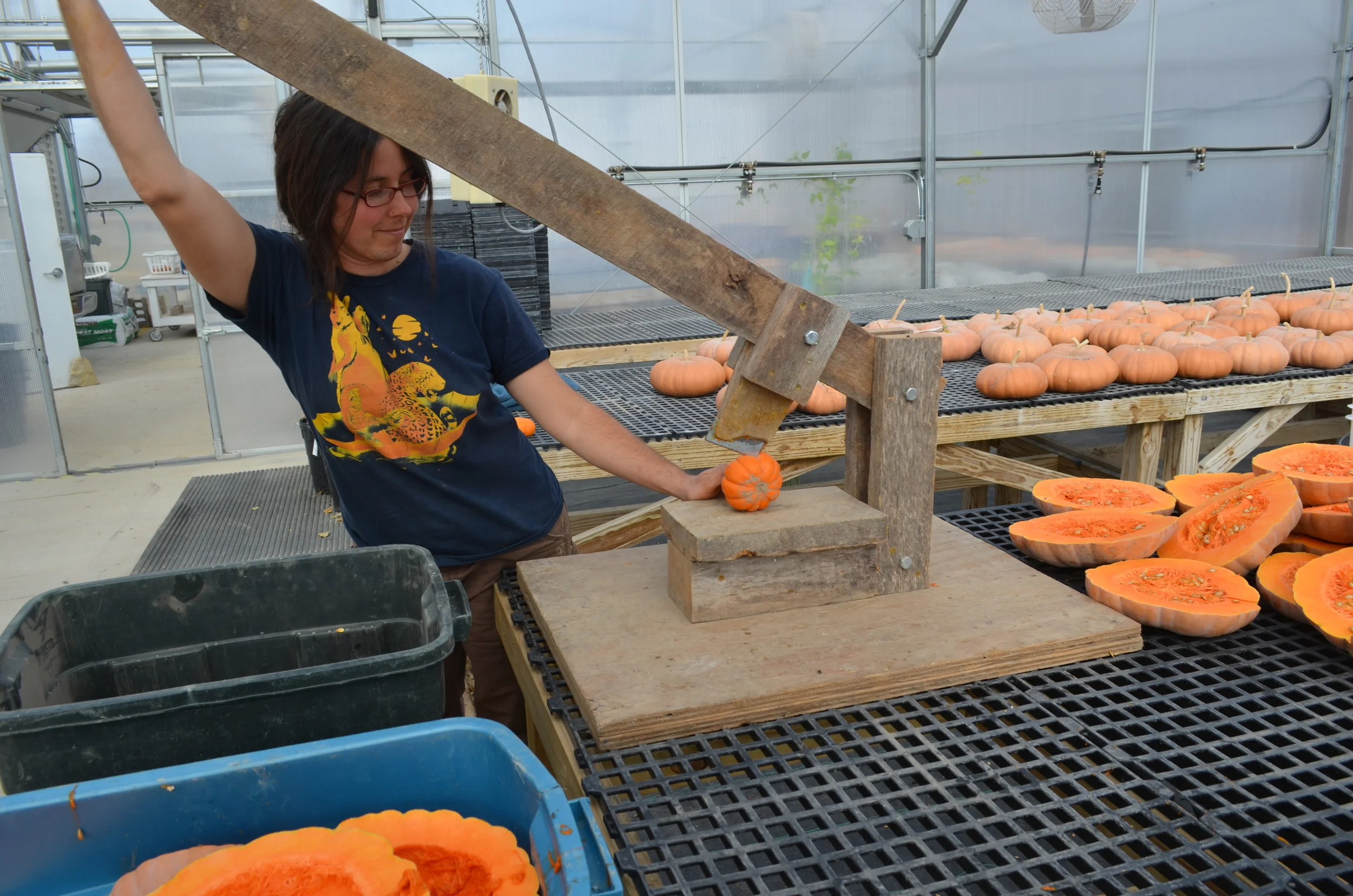 "Little John," the squash squisher