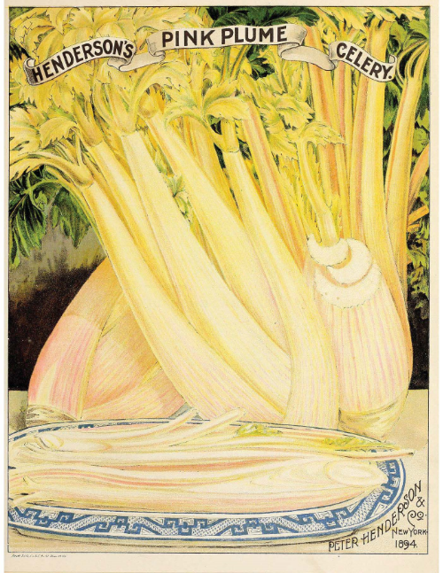 Image from the 1894 Peter Henderson catalog