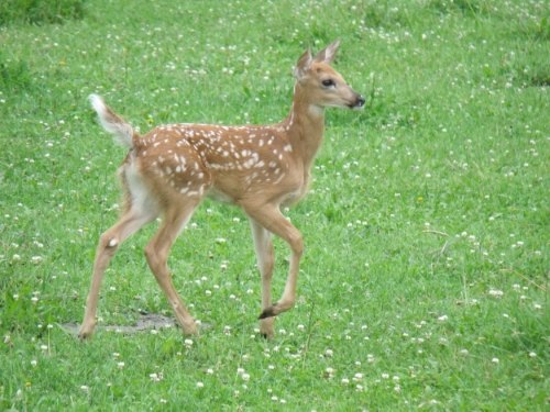 An Inexpensive But Effective Deer Fence Seed Savers Exchange Blog