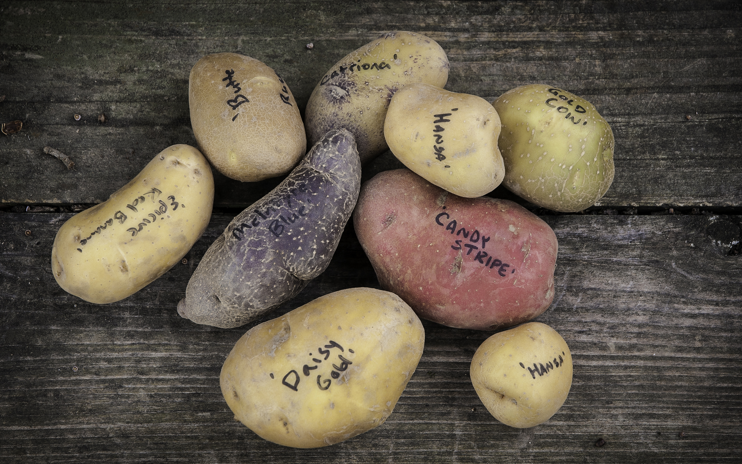 Potato shipment from our Seed House