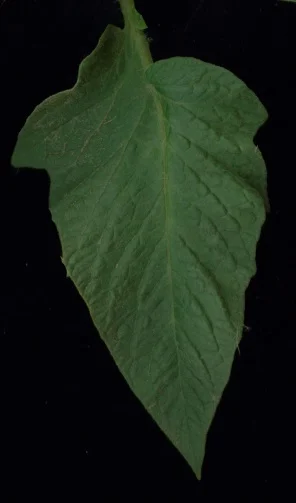 Potato-type leaf