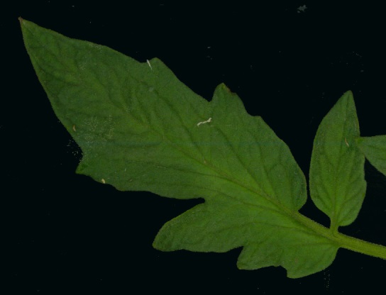 Regular leaf