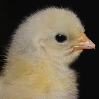 Hamburg chick