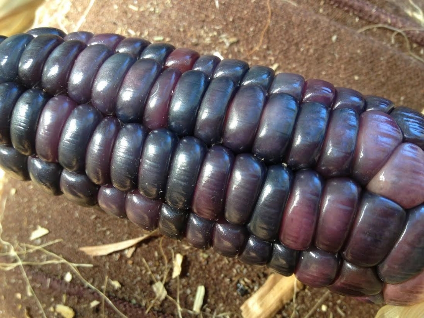 Blue Corn