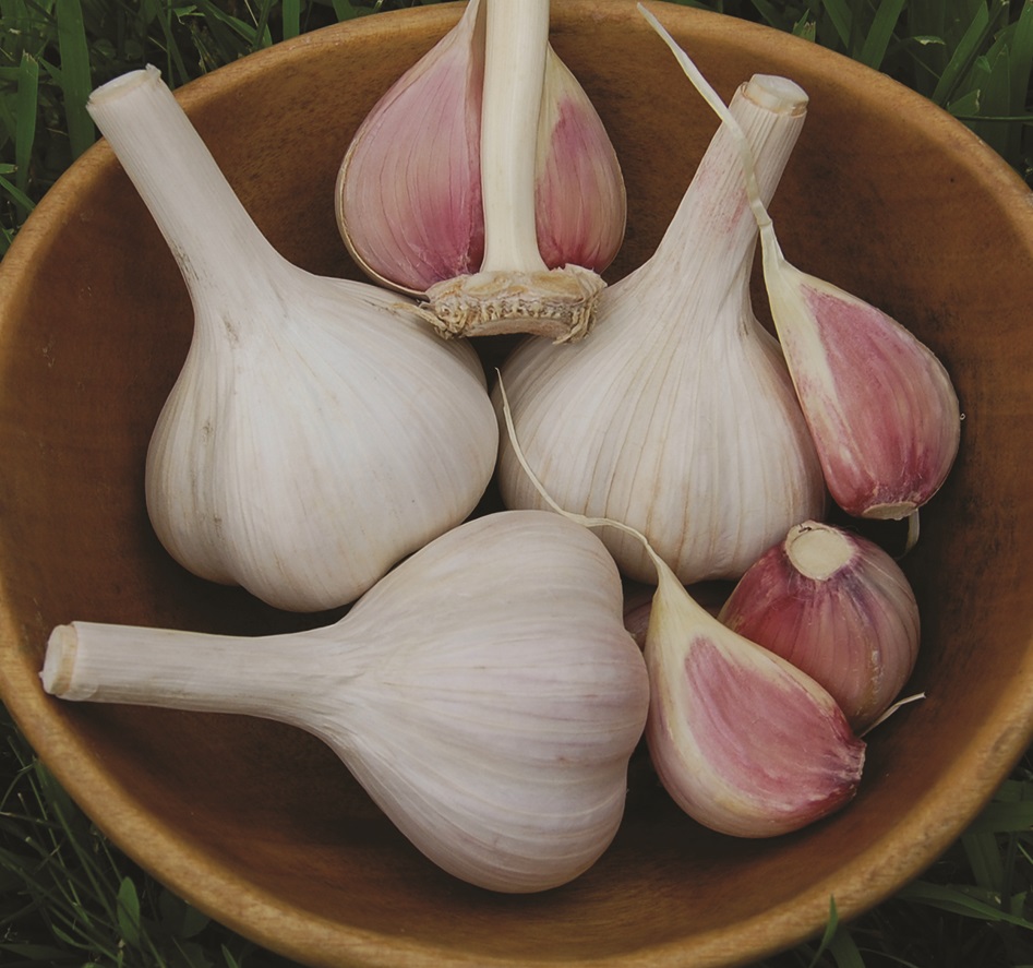 German Red Garlic